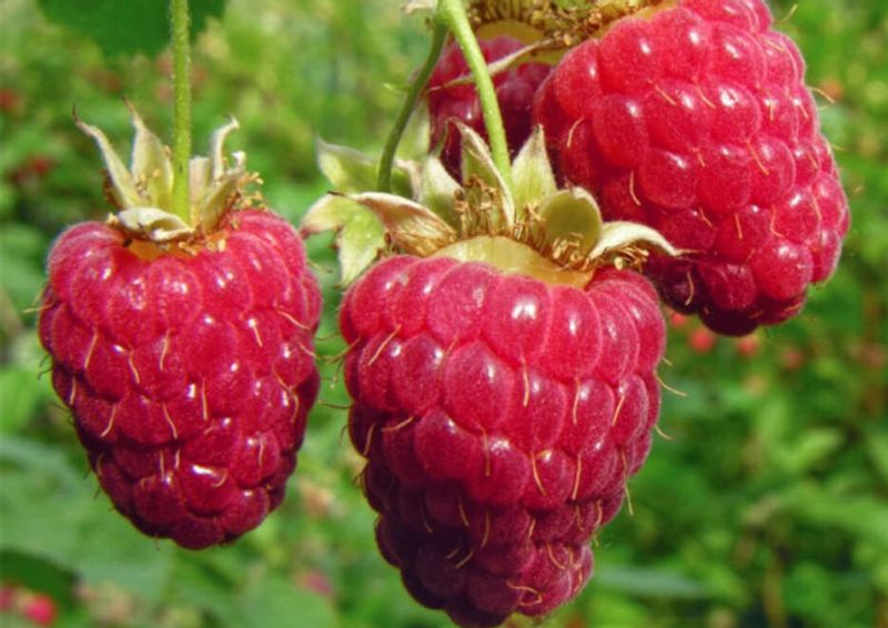 MALINA CZERWONA Veten - sadzonki w doniczkach zdjęcie 1