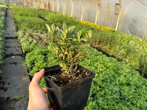 Budleja Dawida 'Butterfly Candy Little White' Karłowata Mała (Buddleja) na Arena.pl