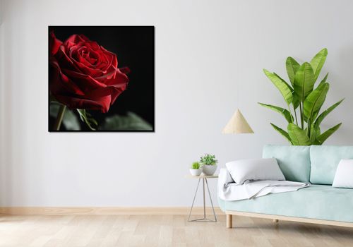 Plakat 100x100cm Róża w Półcieniu na Arena.pl