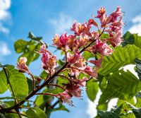 KASZTANOWIEC czerwony szczepiony na pniu KECHNEI - BRIOTTI 140 / 160 cm