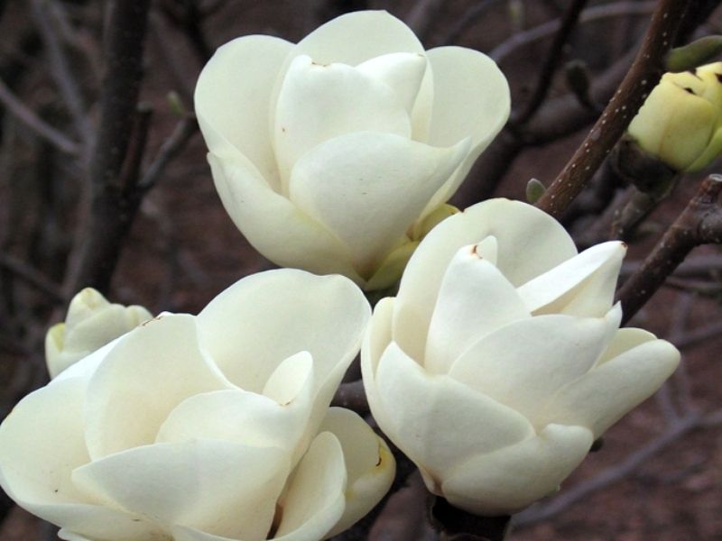 Magnolia ALBA BIAŁE TULIPANY Ładne SADZONKI zdjęcie 1