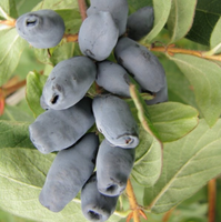 Jagoda Kamczacka LORI Najlepszy Smak Sadzonka w Doniczce