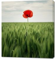 Obraz 90x100cm Samotny Mak na Polu