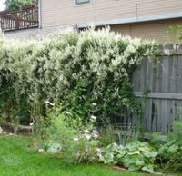 RDEST AUBERTA - sadzonki w doniczkach !