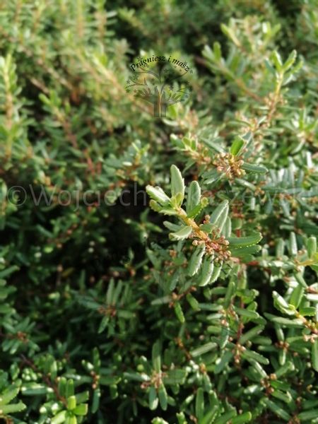 Paksistima canbyego zimozielona krzewinka okrywowa zdjęcie 5