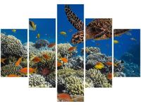 OBRAZ PODWODNA NATURA