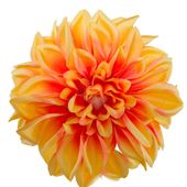 Dalia wyrobowa apricot