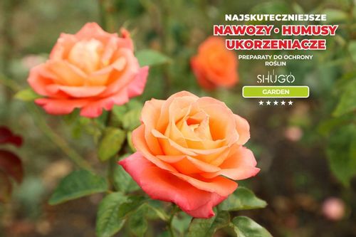 Nawóz do Róż 5 kg SHUGO na Arena.pl