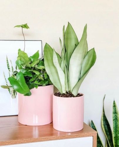 Sansewieria MOONSHINE Sansevieria WĘŻOWNICA na Arena.pl