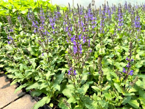 Szałwia omszona Niebieska 'Noble Knight' (Salvia nemorosa) W Doniczce 1.0L na Arena.pl