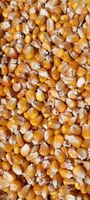 Kukurydza paszowa ziarno 20kg na ryby, dla kur, zwierząt