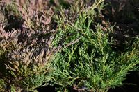 product-compare-61656634