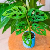 Monstera Dziurawa Adansonii JAK SZWAJCARSKI SER Monster Duże Liście