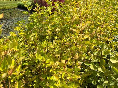 Pęcherznica kalinolistna 'Nugget' (Physocarpus opulifolius) Doniczka 2.0L na Arena.pl