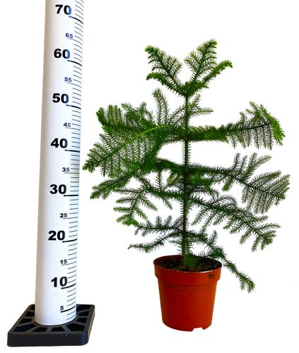 Araukaria 60 cm na Arena.pl