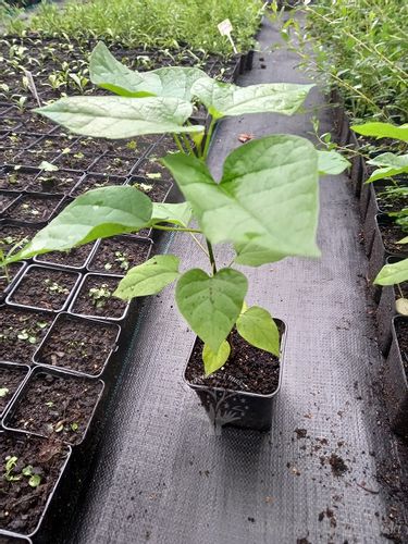 Katalpa zwyczajna surmia bignoniowa sadzonka na Arena.pl