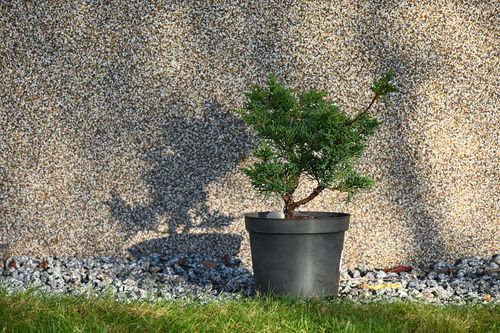 Jałowiec chiński Shimpaku - Juniperus chinensis 0052 na Arena.pl
