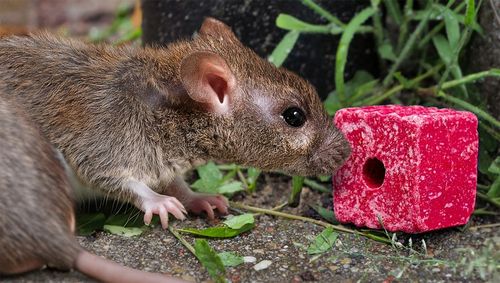 SILNA TRUTKA NA MYSZY I SZCZURY MURIBROM KOSTKA WOSKOWA BROMADIOLON na Arena.pl