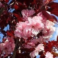 WIŚNIA PIŁKOWANA ROYAL BURGUNDY szczepiona 140 CM