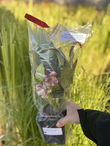 CIEMIERNIK HELLEBORUS DOUBLE ELLEN PICOTEE sadzonka 2 letnia doniczka na Arena.pl