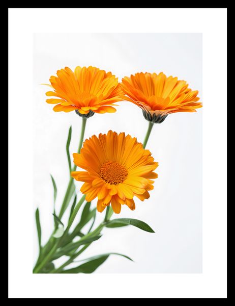 Plakat 21x29,7cm Słoneczne Kalendule zdjęcie 3