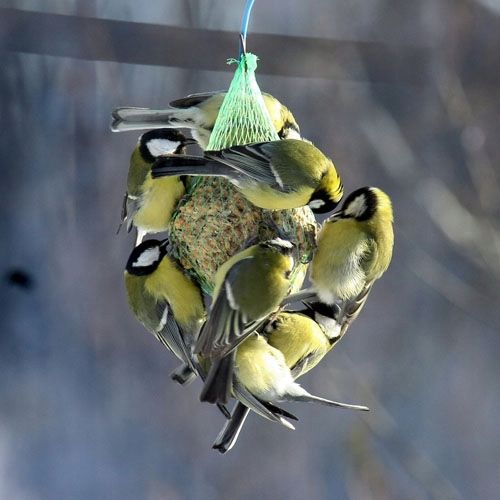 KULE TŁUSZCZOWE DLA PTAKÓW KARMA POKARM ZE SŁONECZNIK ZIARNO 30 SZTUK na Arena.pl