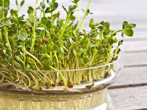 Kiełki Lucerna Alfalfa 20g na Arena.pl