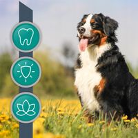 Proszek do ZĘBÓW preparat dla psów i kotów kamień VET EXPERT PLAQUE OFF 40g