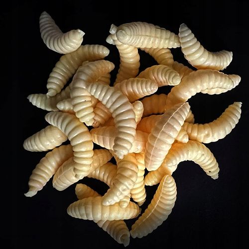 Sztuczne Robaki BIAŁE ZANĘTOWE Przynęty PINKA Muchówki Komplet 100szt na Arena.pl