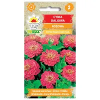 Cynia daliowa RÓŻOWA 1g