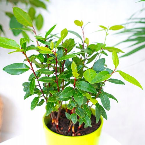 Laurus Nobilis WŁASNY LIŚĆ LAUROWY - Wawrzyn Szlachetny - Drzewko Do na Arena.pl