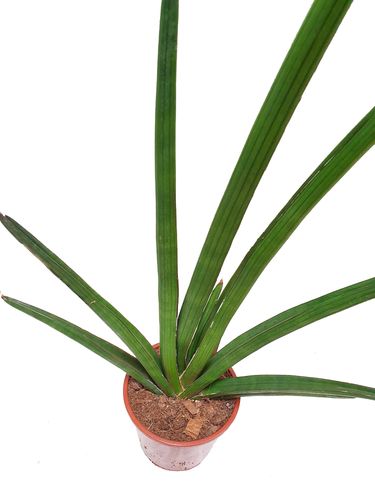 Sansewieria KATANA Sansevieria 60 cm na Arena.pl