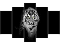 OBRAZ TIGER IN THE DARK