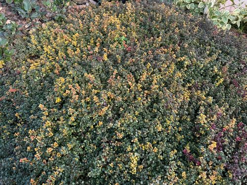 Macierzanka cytrynowa 'Sambesi' (Thymus x citriodorus) na Arena.pl