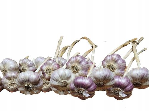 Czosnek Polski harnaś PREMIUM duże główki 6,5-7,5cm 1kg sadzenia na Arena.pl