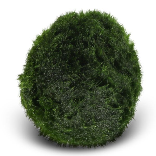 Eco Plant Marimo Ball Moss - gałęzatka 4 - 5cm zdjęcie 1