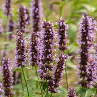 Kłosowiec BLACK ADDER Fioletowy Miododajny Kwitnie całe lato Sadzonki 1L