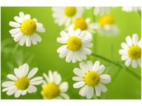 120CM 80CM OBRAZ ŚCIENNY RUMIANEK