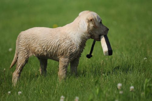 Ochraniacz dla psa ASD 2" czarno-biały na Arena.pl