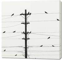 Obraz 100x100cm Symfonia na Drutach