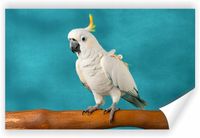 Fototapeta PREMIUM STRUKTURA ZMYWALANA biała papuga na gałęzi Tapeta