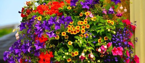 NAWÓZ DO ROŚLIN BALKONOWYCH PELARGONII SURFINII PETUNII PŁYNNY 1,3L COMPO na Arena.pl