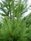 Daglezja Zielona sadzonki DAUGLAS 80-120 cm szkółkowane