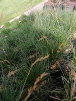 Kostrzewa owcza na skalniak