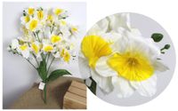 bukiet żonkil wys. 62 cm 11 łodyg (33 kwiaty ok. 11 cm) biały z