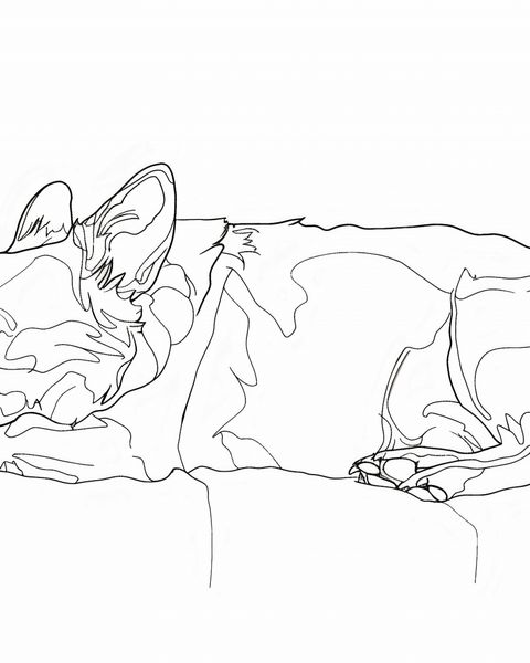 Plakat 40x50cm Śpiący Psiak zdjęcie 1