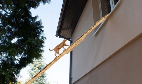 DRABINA SCHODY DLA KOTA WYCHODZĄCEGO DREWNO 6M na Arena.pl