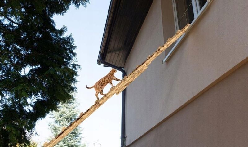 DRABINA SCHODY DLA KOTA WYCHODZĄCEGO DREWNO 6M zdjęcie 2