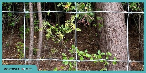 SIATKA LEŚNA ogrodzeniowa 180/19/10L 25mb oczka KWADRATY 10x10 GĘSTA gratis na Arena.pl