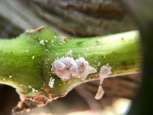 LIMOCIDE 30 ML ŚRODEK 3w1 OWADOBÓJCZY GRZYBOBÓJCZY PRZĘDZIORKA SZKODNIKI na Arena.pl